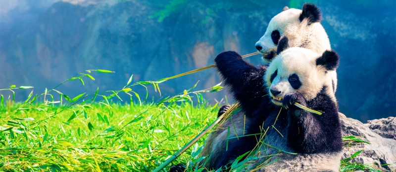 В гости к пандам: в Китае открылся природный заповедник с милыми животными
