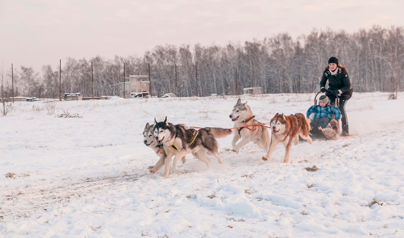 Как провести Новый год – 2025 в Подмосковье: идеальные праздники за городом